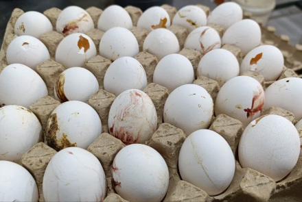 جمع آوری بیش از ۱۰ تن  تخم مرغ آلوده و غیرقابل استفاده