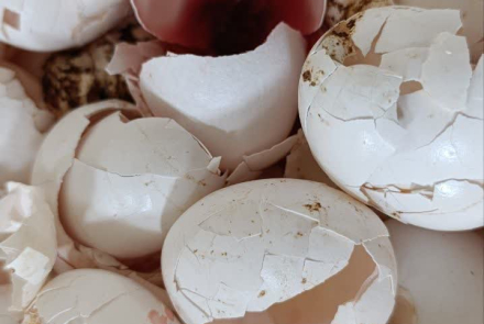 جمع آوری بیش از ۱۰ تن  تخم مرغ آلوده و غیرقابل استفاده