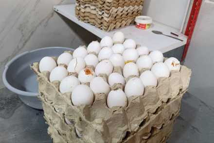 جمع آوری بیش از ۱۰ تن  تخم مرغ آلوده و غیرقابل استفاده